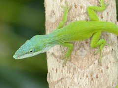 Allison's Anole photo 5