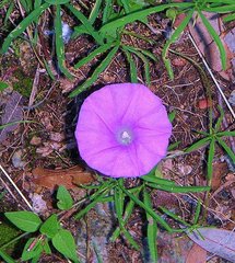 Ipomoea ternifolia