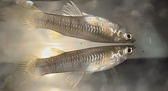 Barred Livebearer photo 3