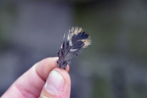 Plume de Canard chipeau