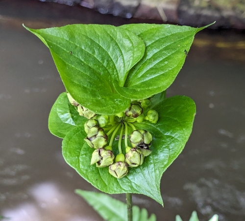 Image of Tacca palmata by (c) portioid, some rights reserved (CC BY)