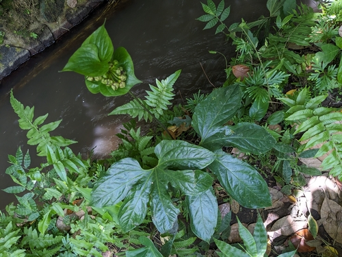 Image of Tacca palmata by (c) portioid, some rights reserved (CC BY)