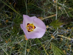 Calochortus flexuosus