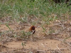 Granatina ianthinogaster