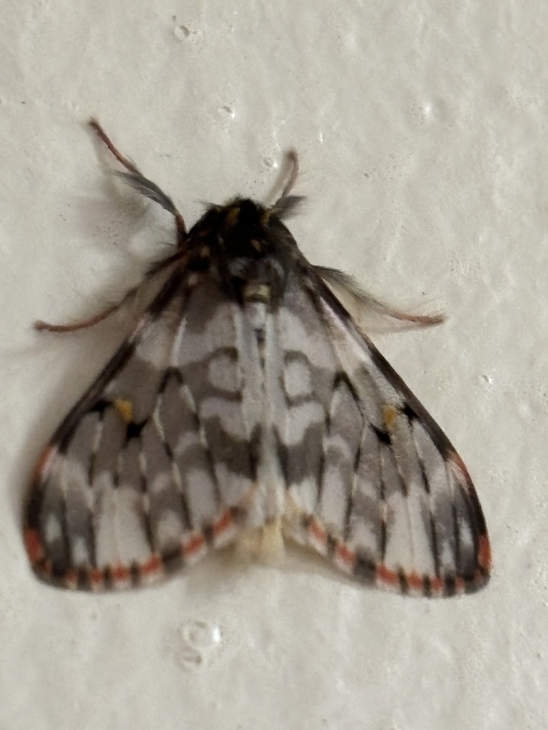 Rhypopteryx rubripunctata
