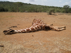 Giraffa camelopardalis reticulata