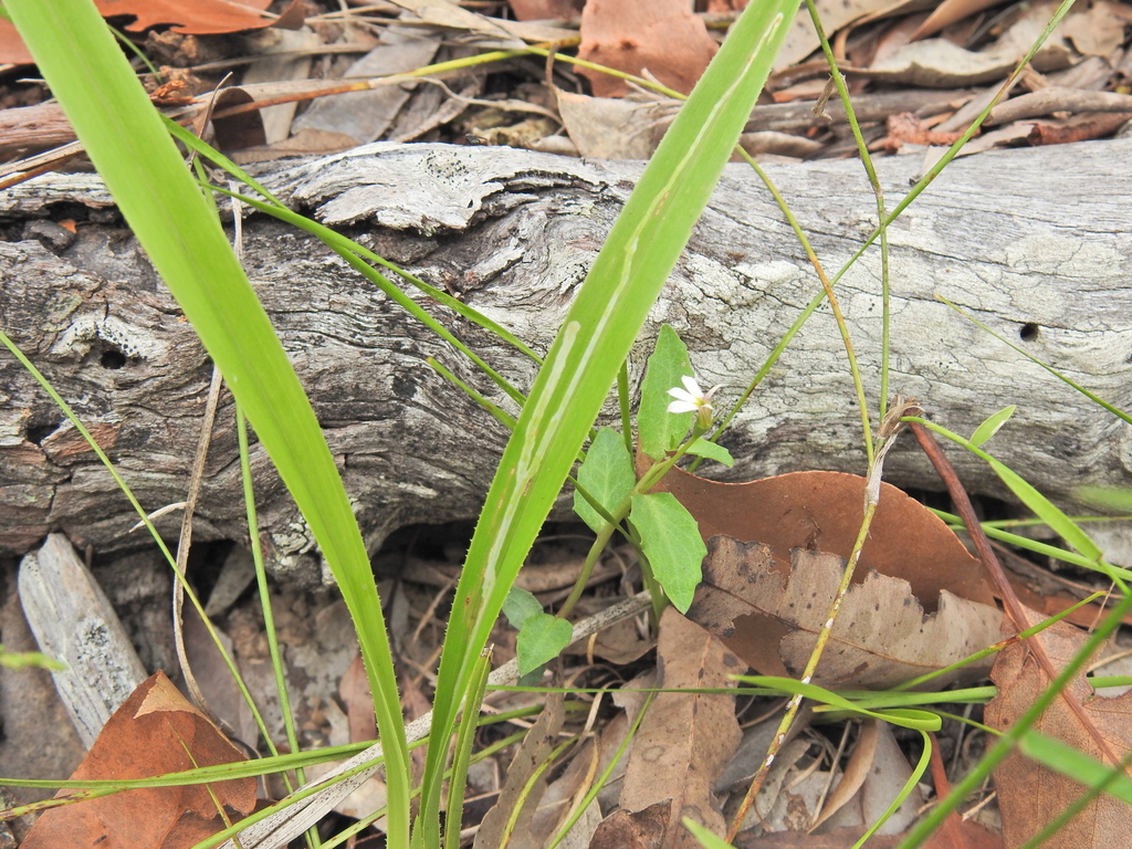 Ophiomyia dianellae