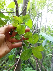 Salix × reichardtii, photograph Oscar Dove, CC BY, iNaturalist via GBIF