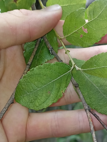 Salix × reichardtii, photograph 2