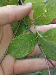 Salix × reichardtii, photograph Oscar Dove, CC BY, iNaturalist via GBIF