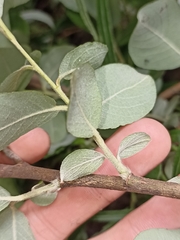 Salix × reichardtii, photograph Oscar Dove, CC BY, iNaturalist via GBIF