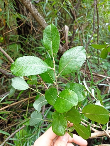 Salix × reichardtii, photograph 5