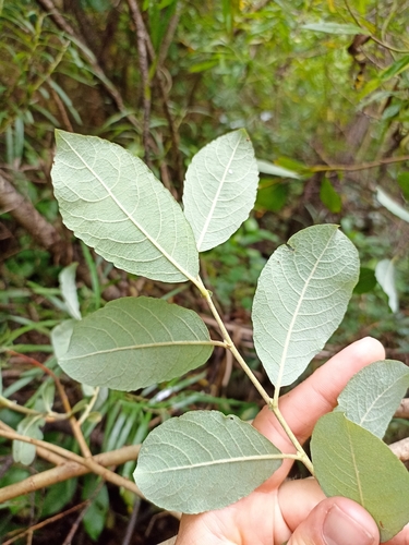 Salix × reichardtii, photograph 6