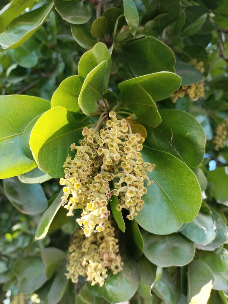 Terminalia buceras, 82270 El Habal, Sin., México