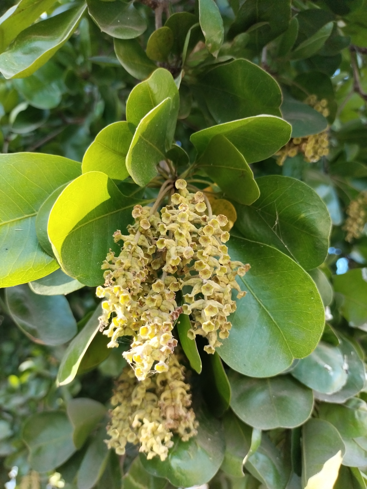 Terminalia buceras