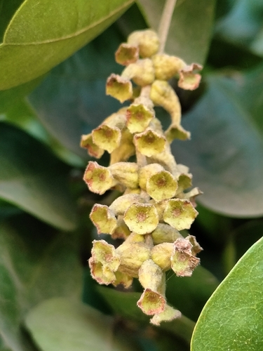 Terminalia buceras