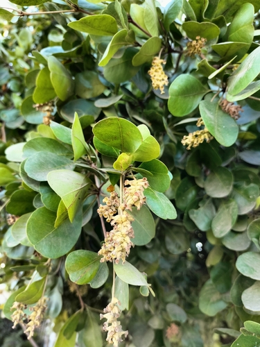 Terminalia buceras