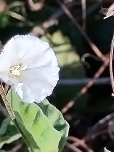 Image of Jacquemontia pentanthos by no rights reserved