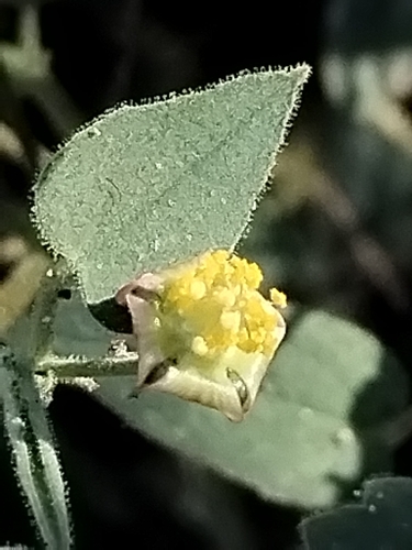 Abutilon mucronatum (Abutilon mucronatum)