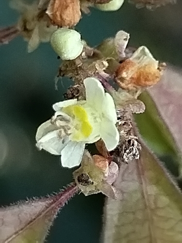 Image of Urvillea ulmacea by no rights reserved