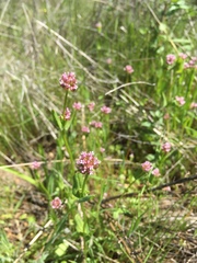 Plectritis ciliosa