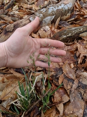 Poa cuspidata