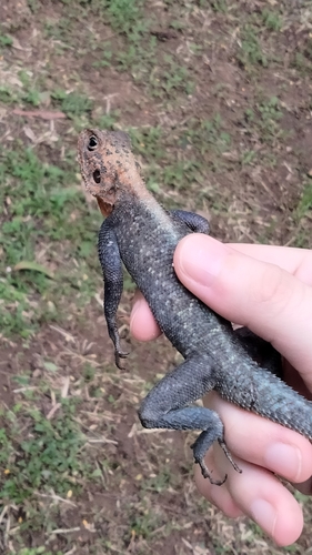 West African Rainbow Lizard