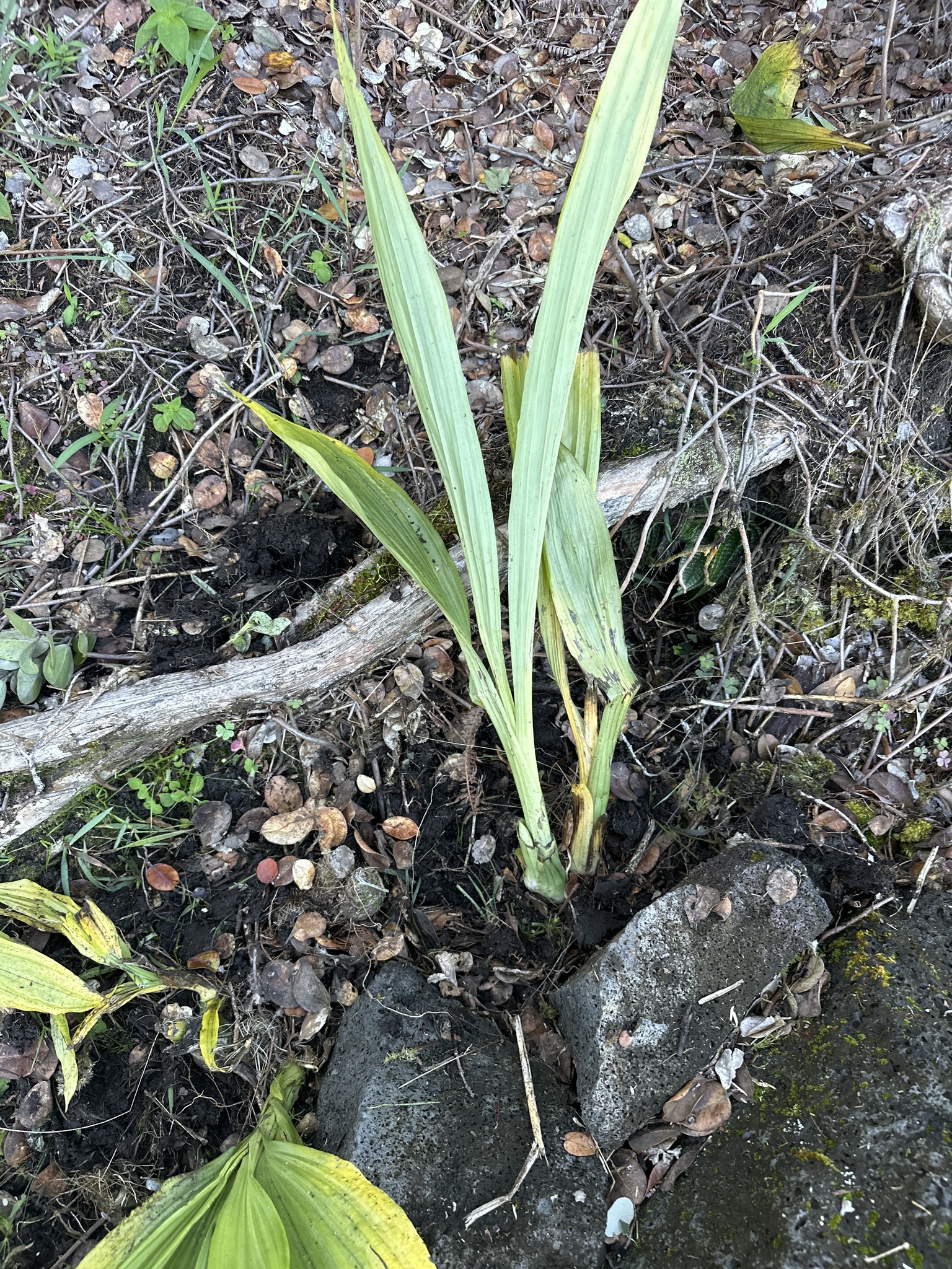 Imagem de Orquídea-tanque