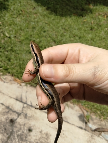Senegal Mabuya
