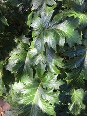 Acanthus
