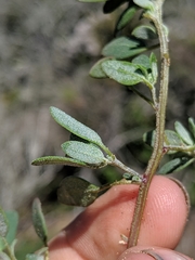 Chenopodium littoreum