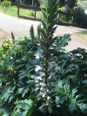 Acanthus