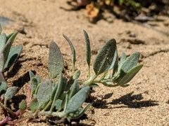 Chenopodium littoreum