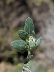 Chenopodium littoreum