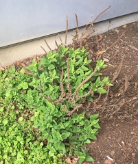 Teucrium hircanicum