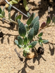Chenopodium littoreum
