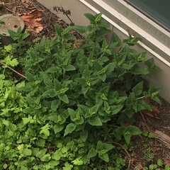 Teucrium hircanicum