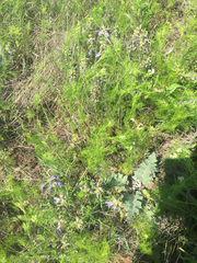 Bifora americana