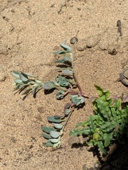 Chenopodium littoreum