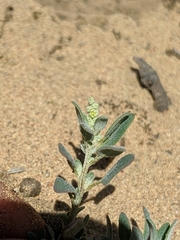 Chenopodium littoreum