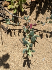 Chenopodium littoreum