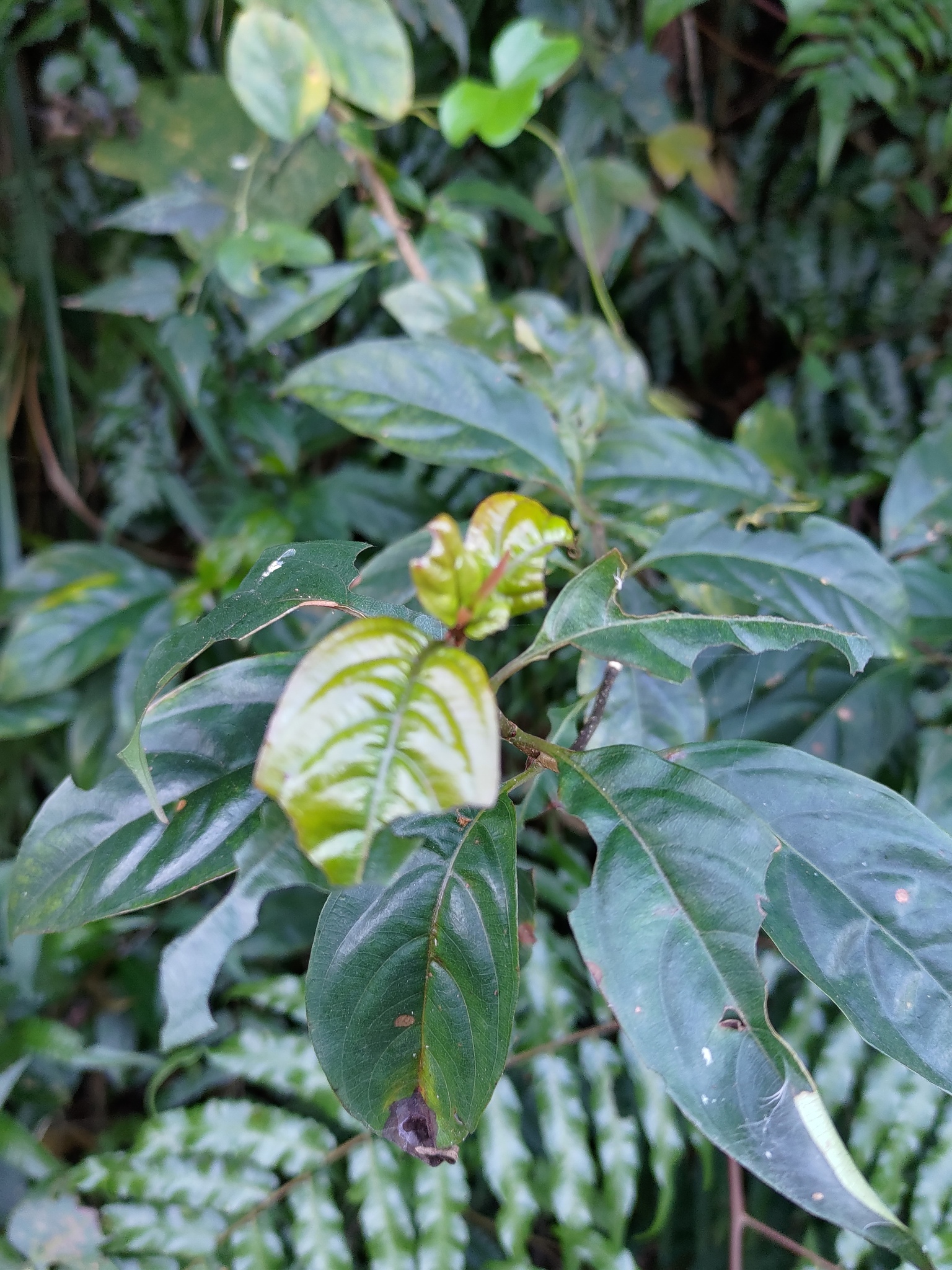 Imagem de Mussaenda