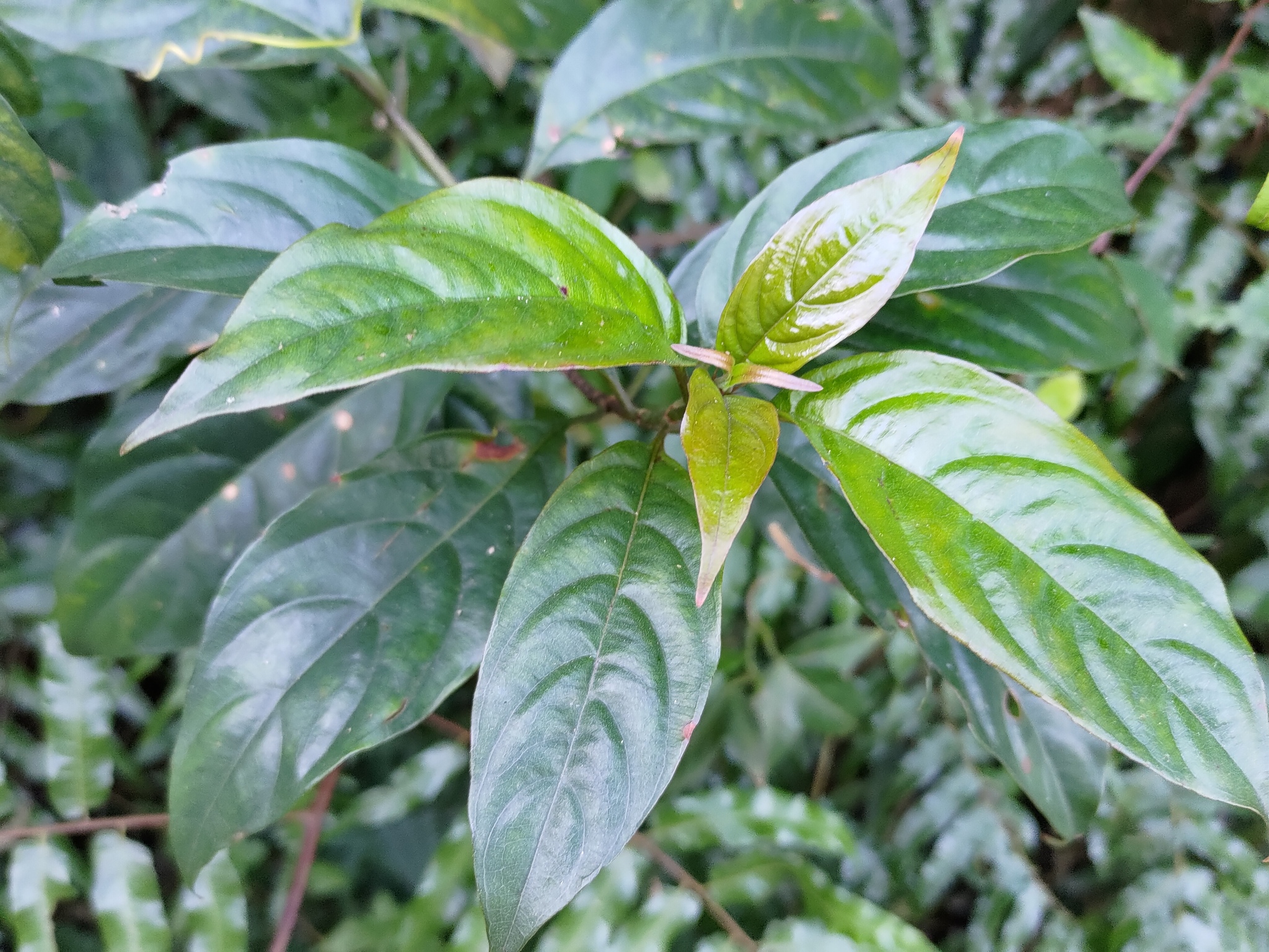 Imagem de Mussaenda