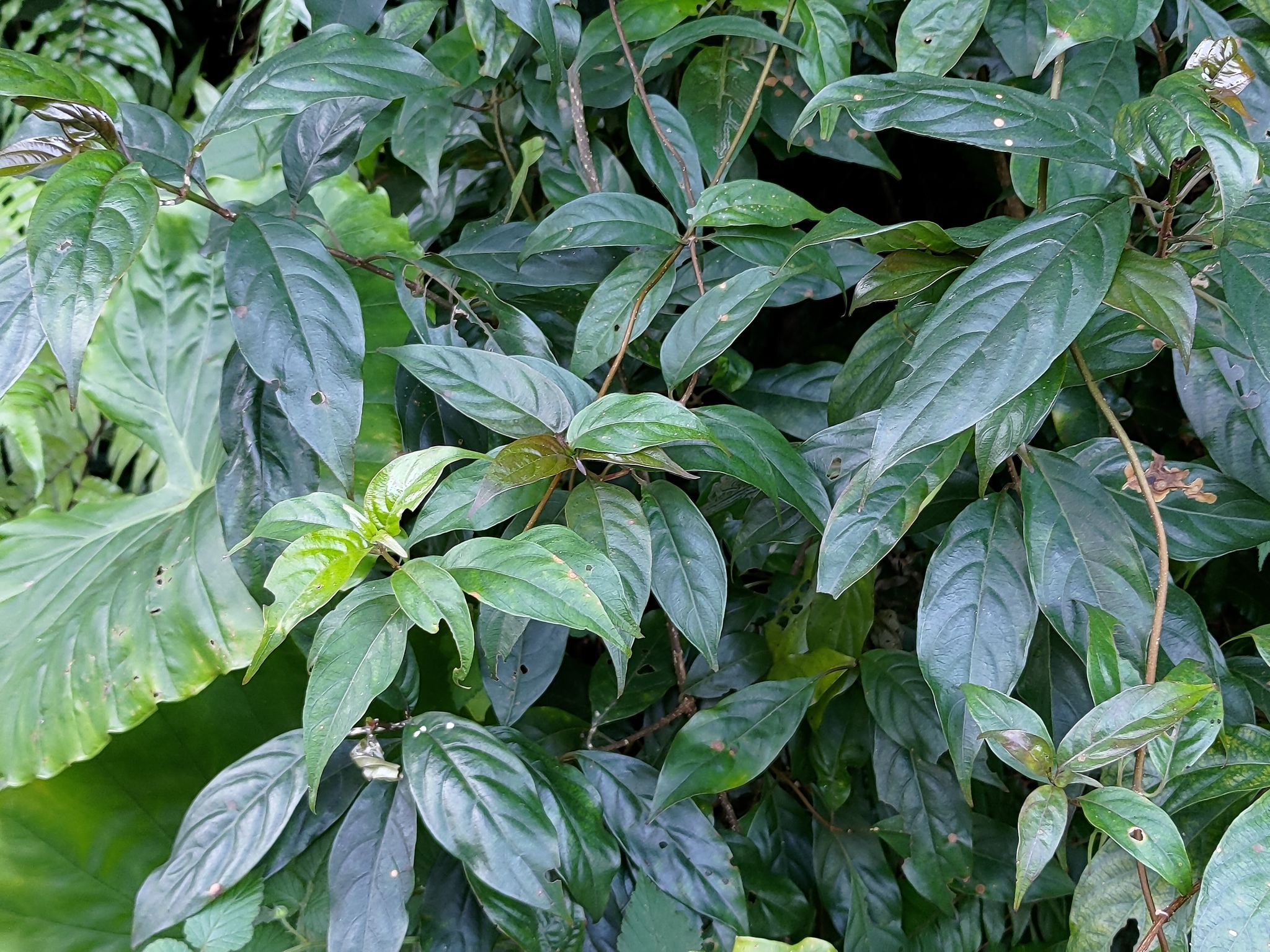 Imagem de Mussaenda
