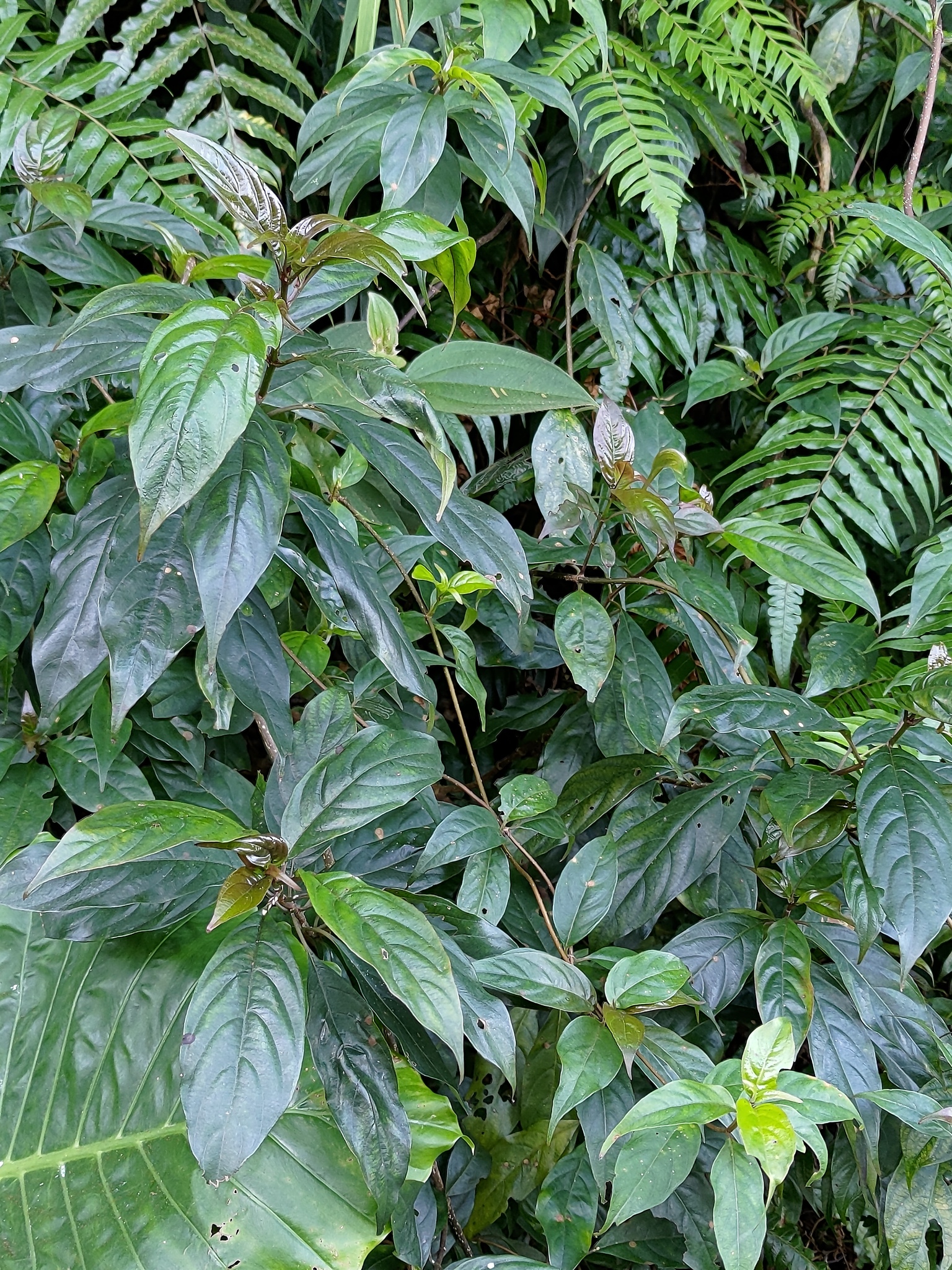 Imagem de Mussaenda