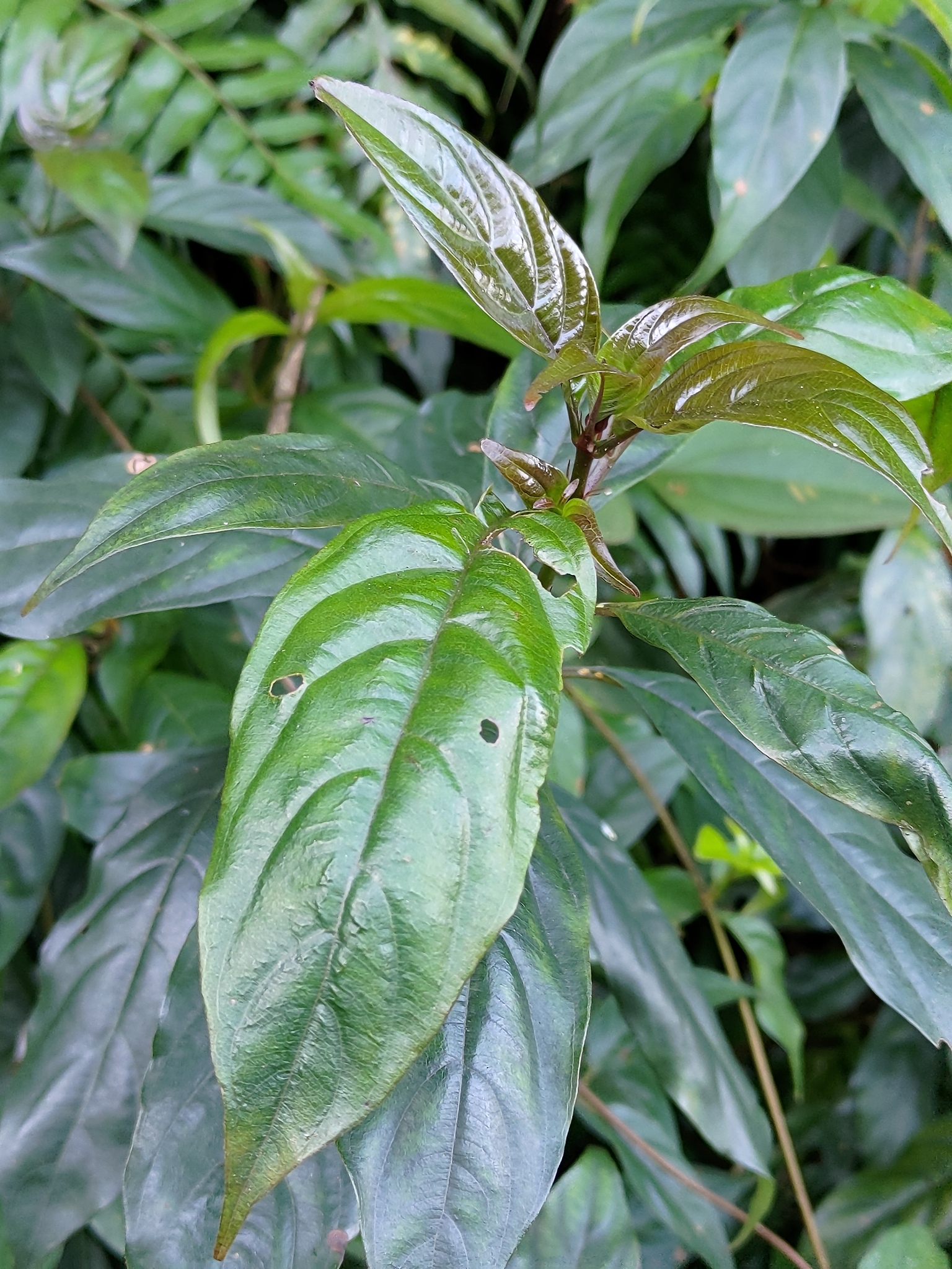 Imagem de Mussaenda