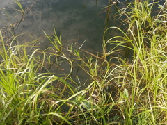 Scirpus radicans
