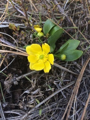 Ranunculus glaberrimus ellipticus