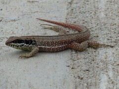 Leiocephalus cubensis