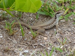 Leiocephalus cubensis